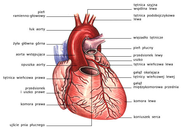 Serce — budowa i funkcja - ForumZdrowia.pl PZWL